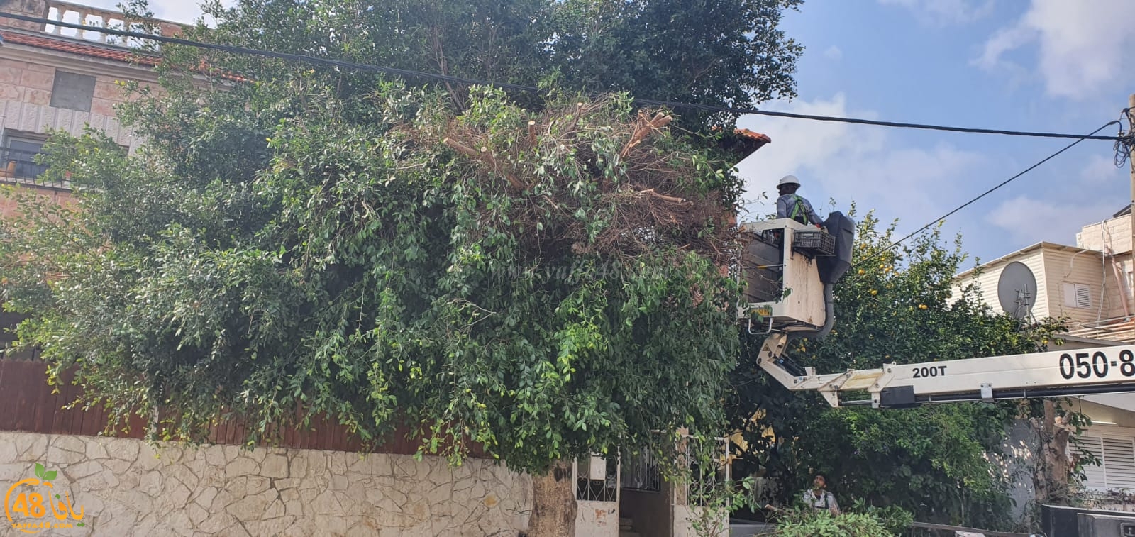 بالصور: تقليم الأشجار في حي الواحة الخضراء بمدينة اللد 